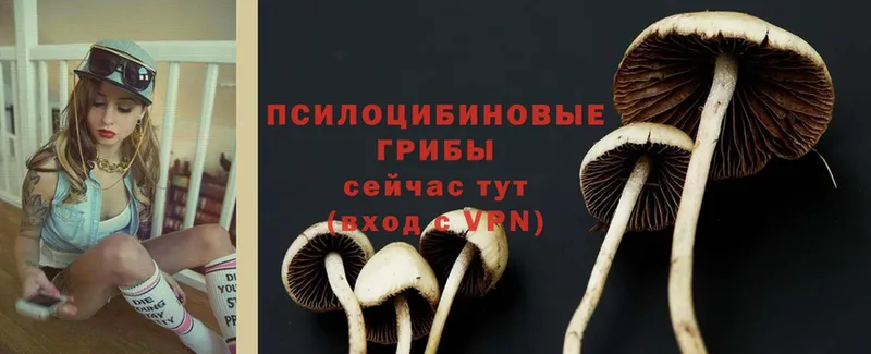 купить наркотик  Гороховец  blacksprut маркетплейс  Галлюциногенные грибы Psilocybe 